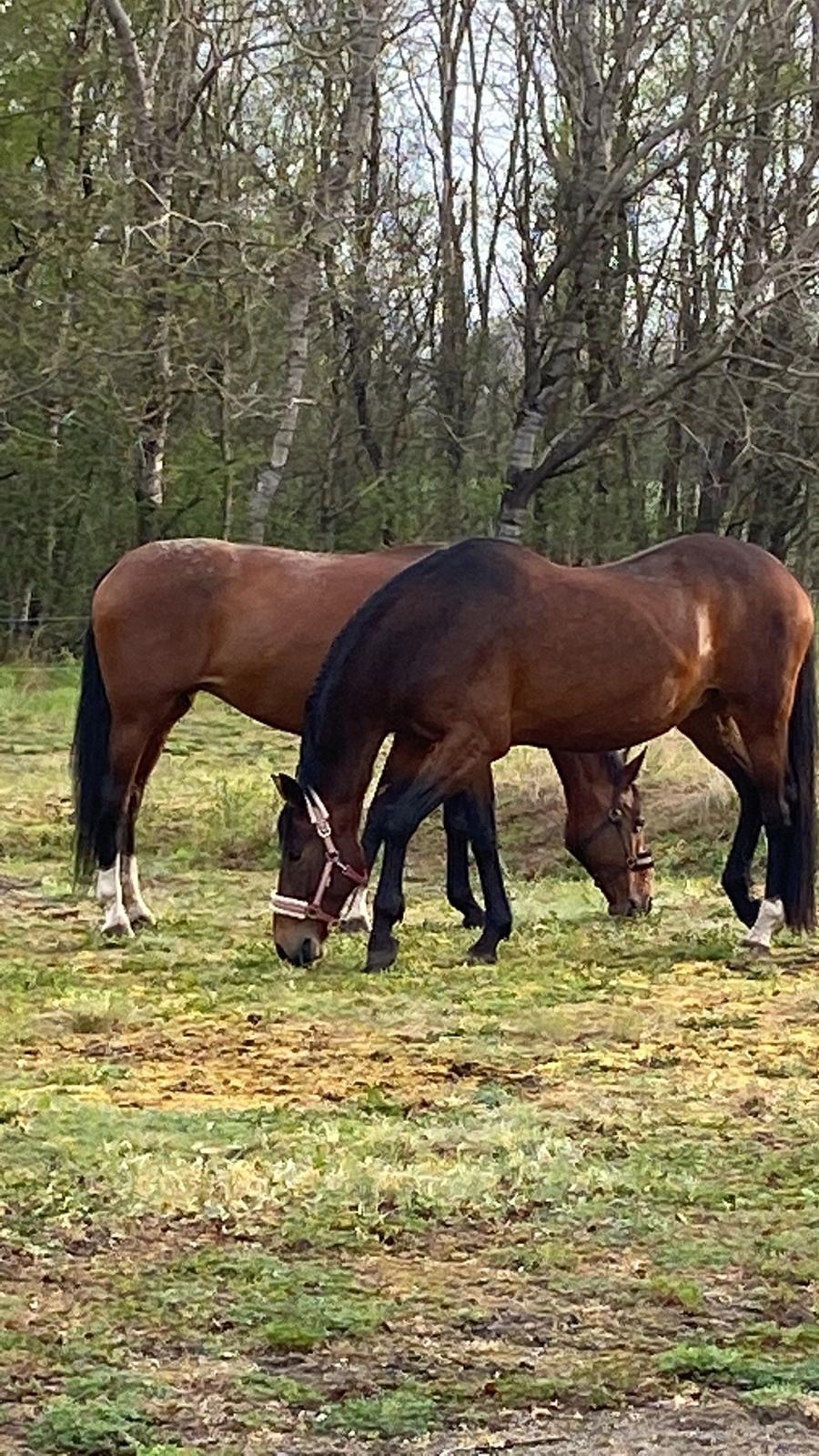 Dansk Varmblod Salina Lightfoot billede 2