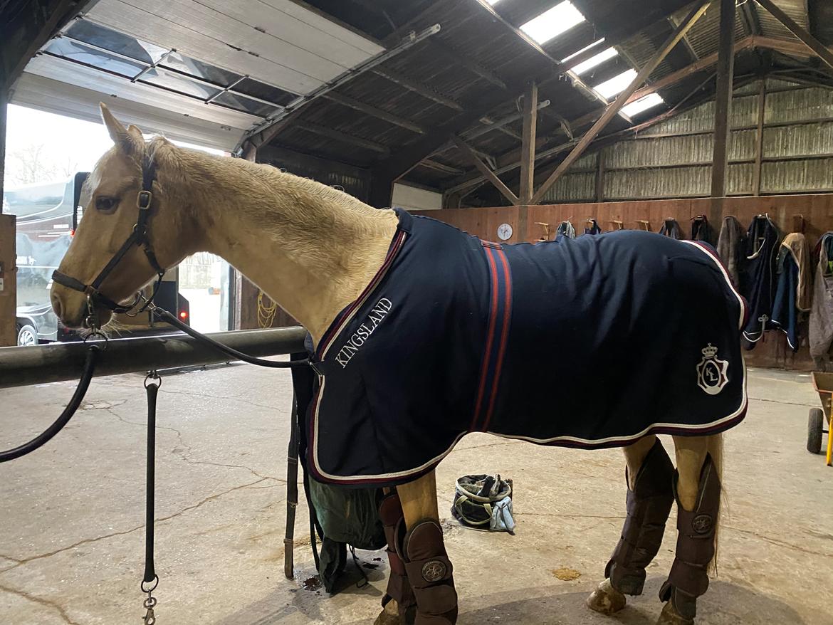 Palomino Solheim's Ramina RDH billede 1