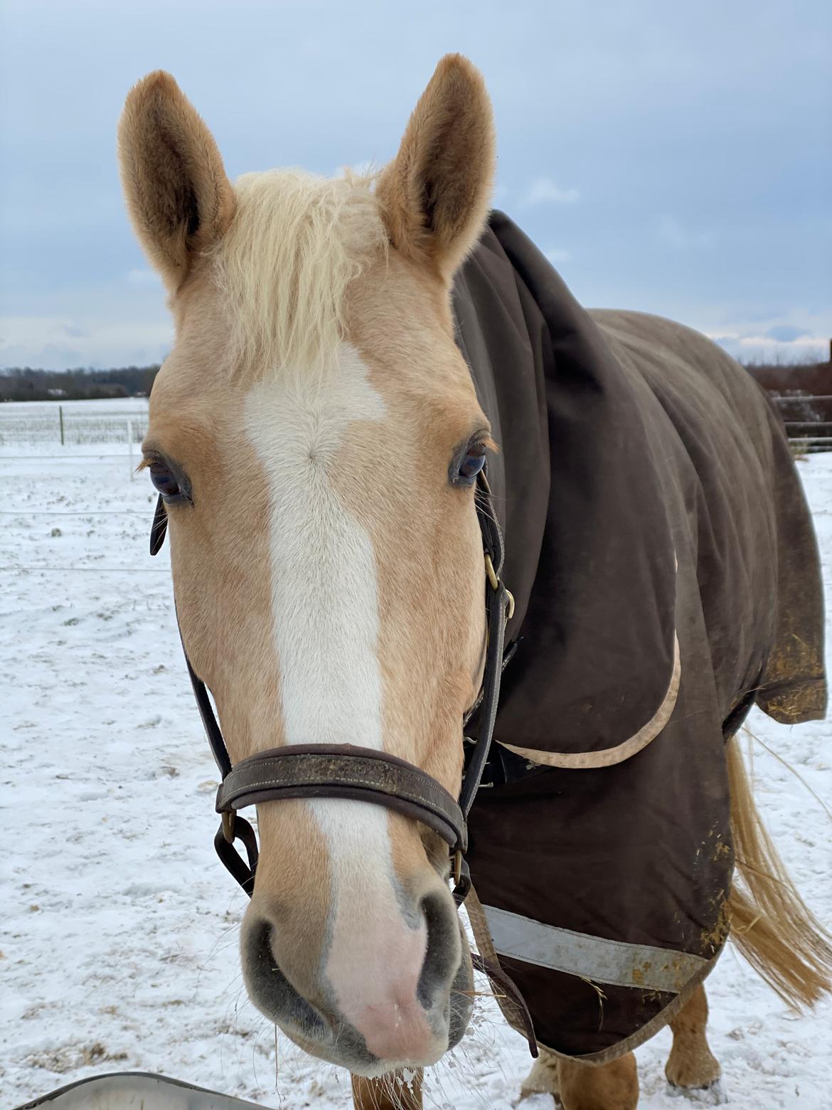 Palomino Solheim's Ramina RDH billede 3