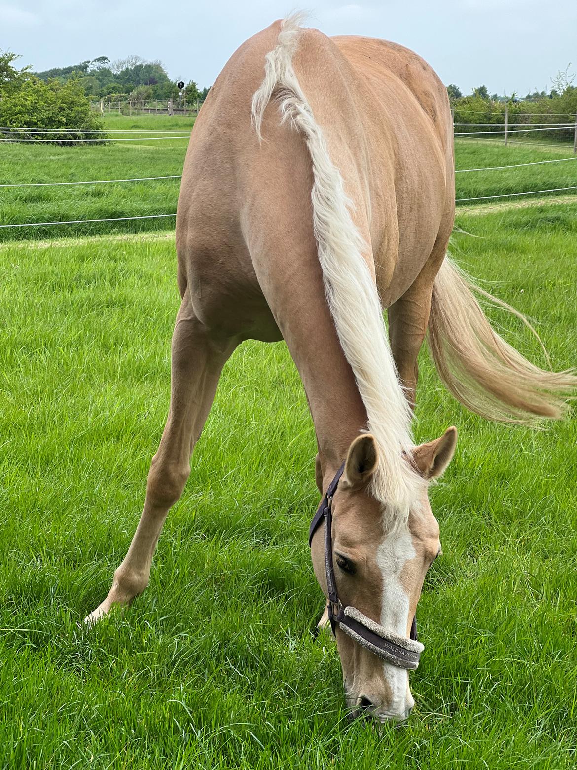 Palomino Solheim's Ramina RDH billede 19