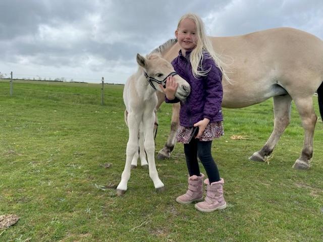 Fjordhest Theodoras Dublin - Første tur på fold - 8 timer gammel (Sammen med nabopigen Emilie, der er meget forelsket i ham og omvendt)  billede 5
