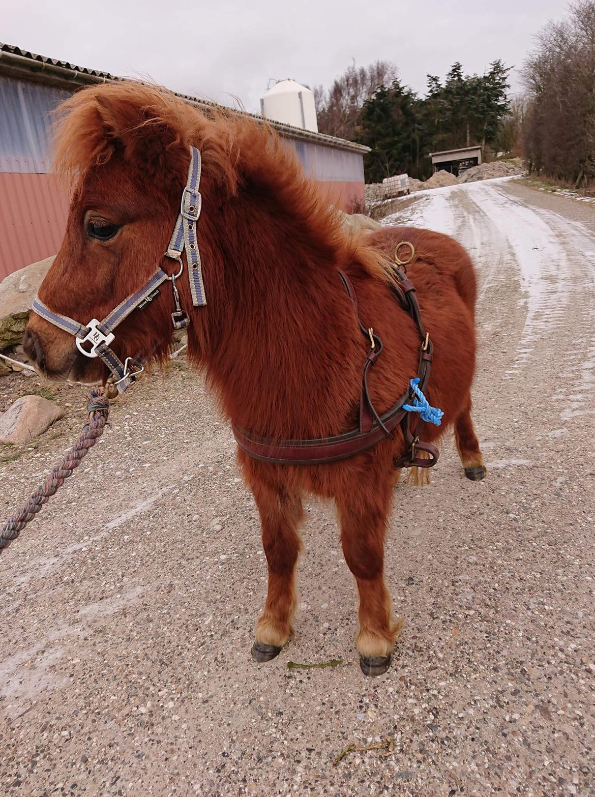 Shetlænder Egedals sprinter - Marts 2021 billede 10