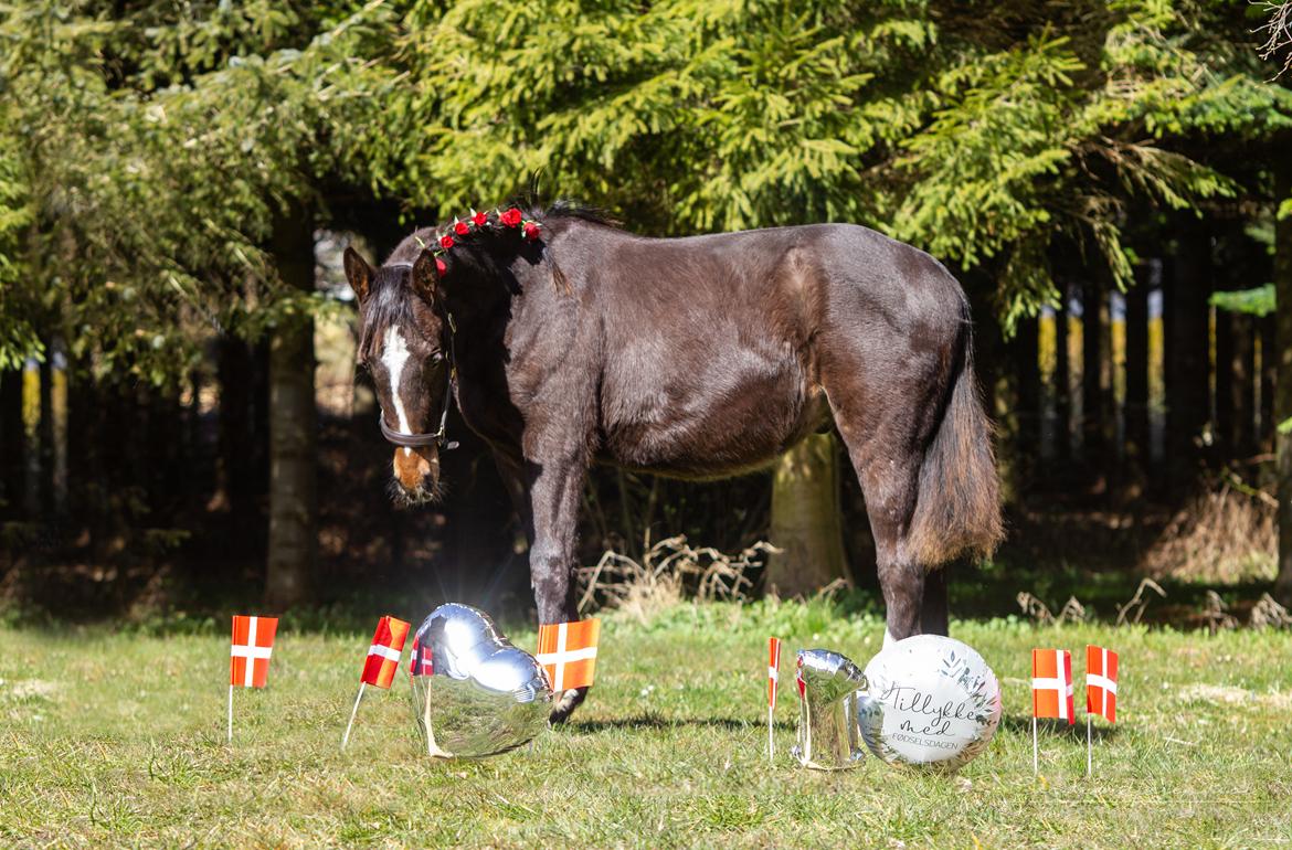Oldenborg Blak-kes Aslak  - 1 års fødselsdag 14-04-22 billede 2