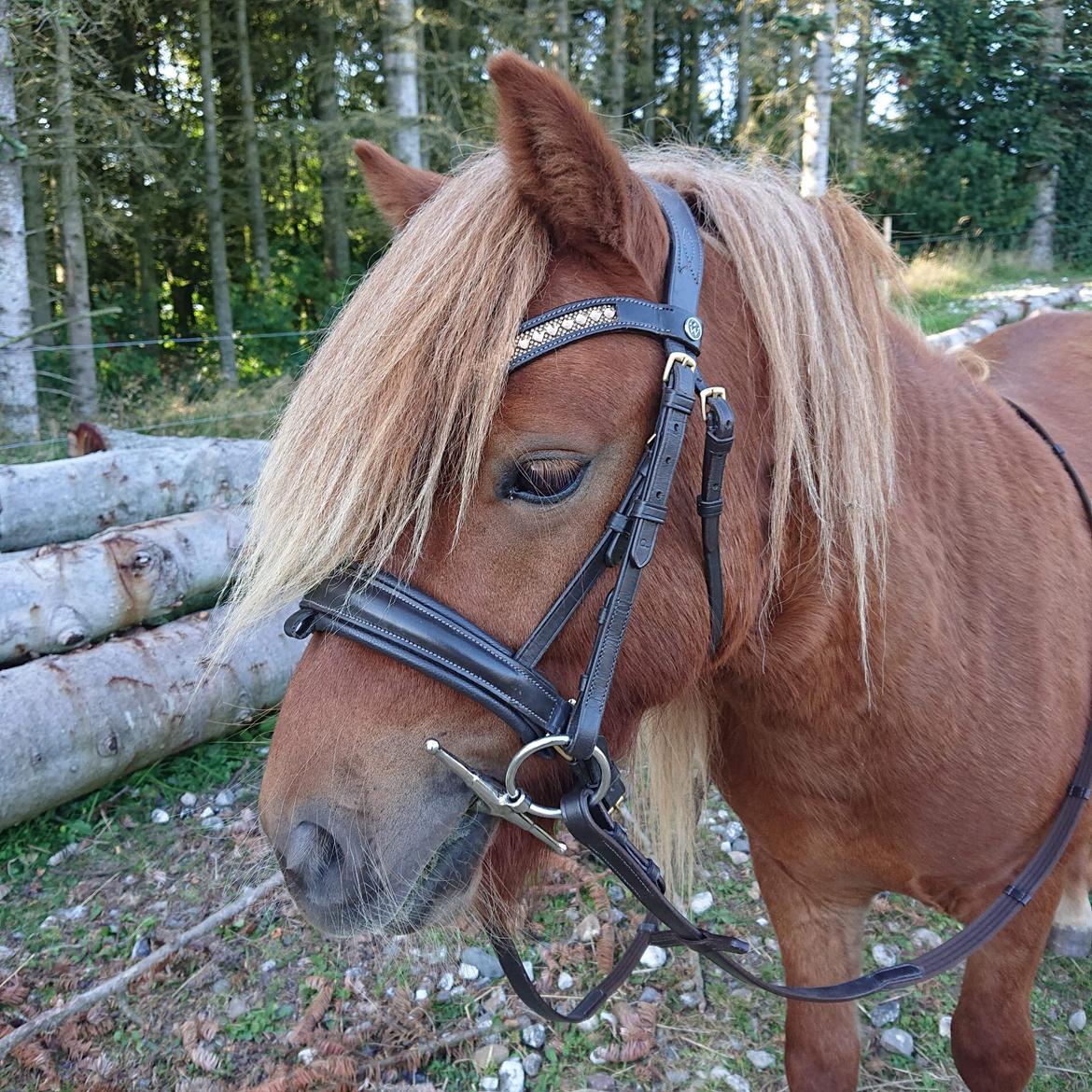 Shetlænder Egedals sidney - Efterår 2021 billede 4