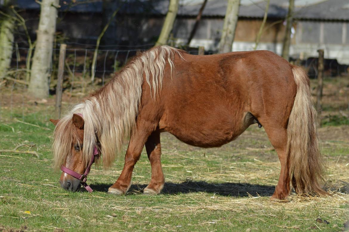 Shetlænder Britt billede 1