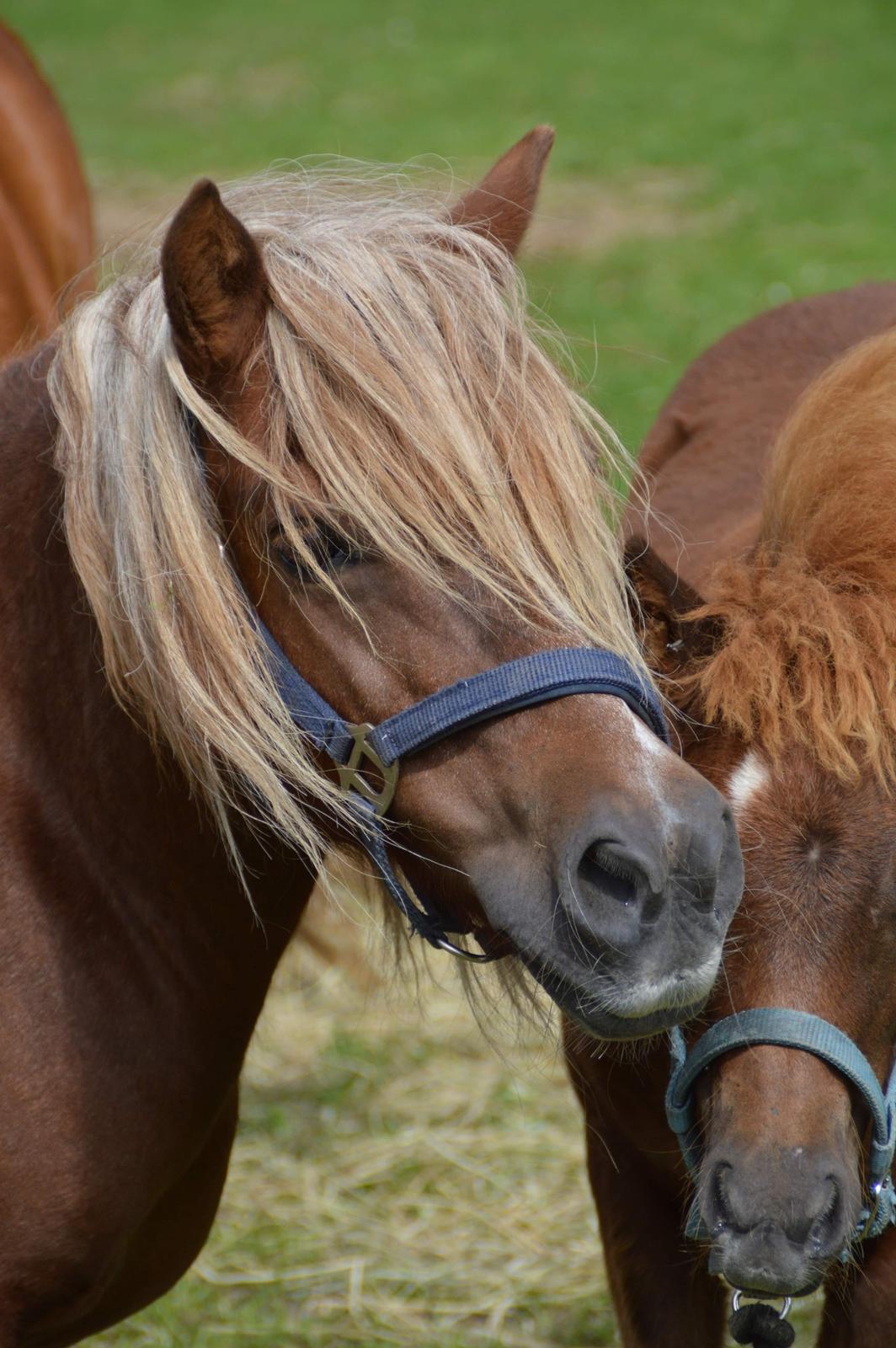 Shetlænder Britt billede 2