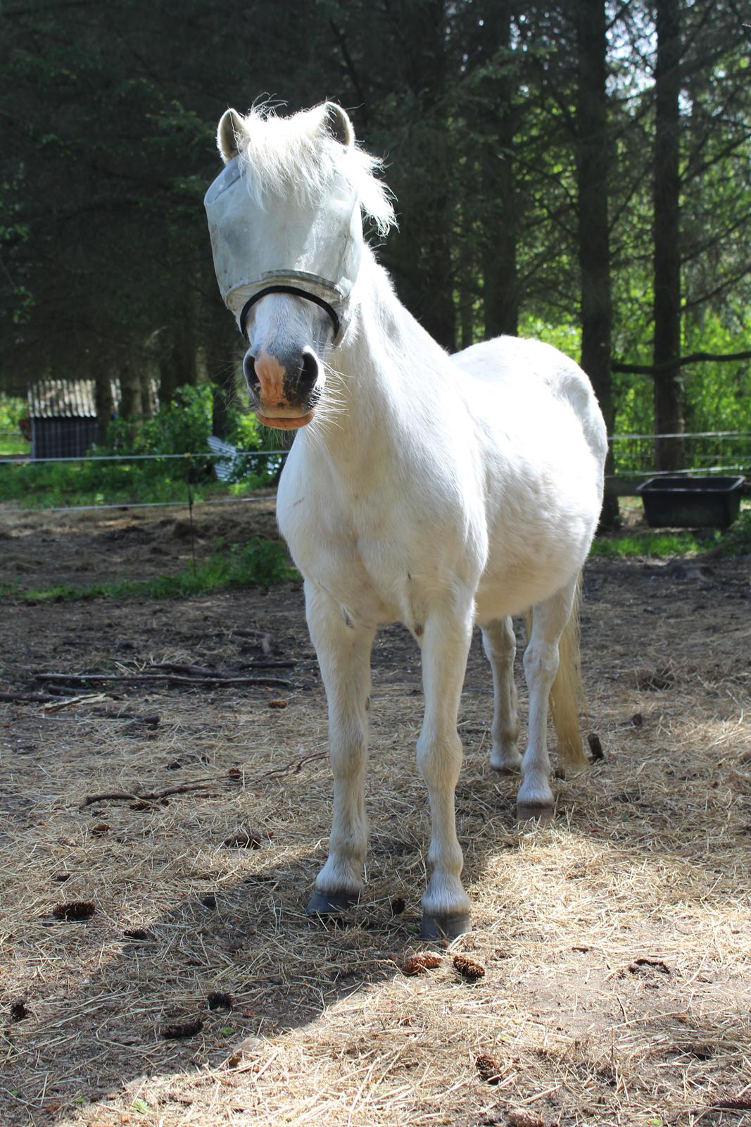 Welsh Mountain (sec A) Snehvide (Sne) - Maj 2022 billede 7