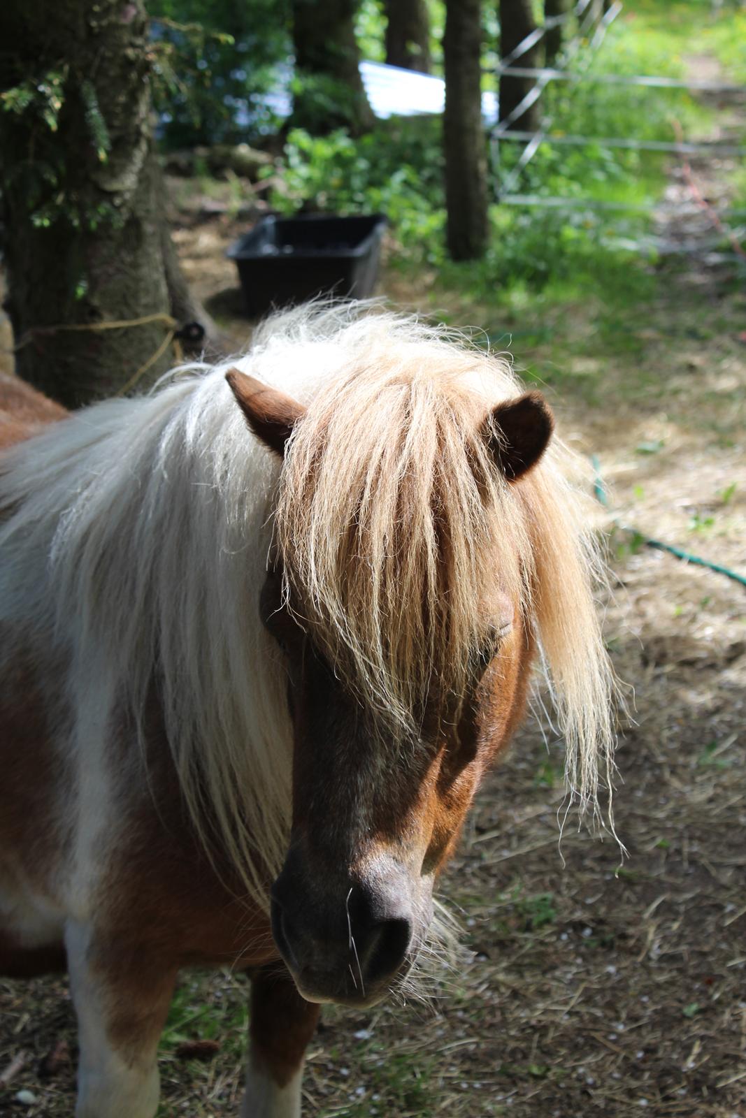 Shetlænder Ronja - Maj 2022 billede 12