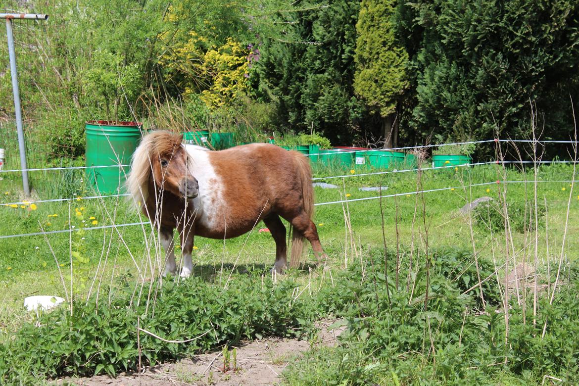 Shetlænder Ronja - Maj 2022 billede 8