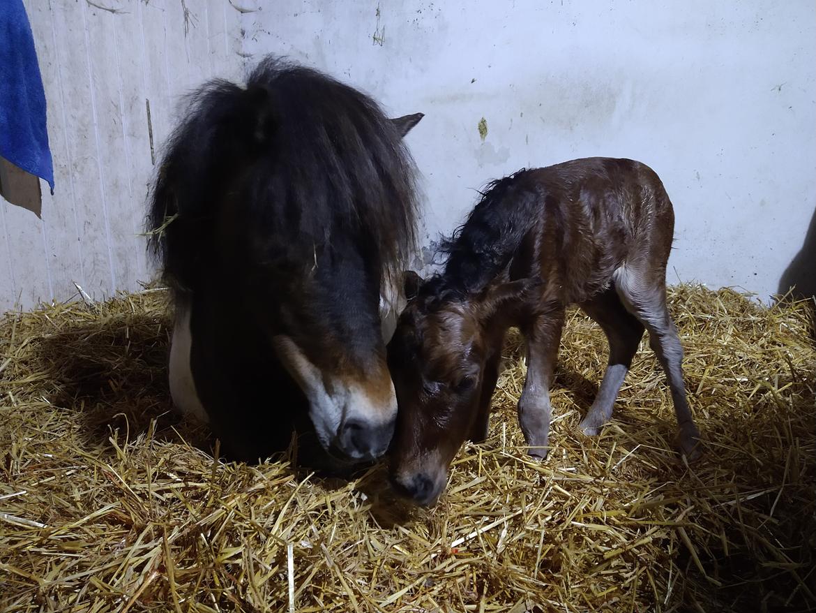 Shetlænder Loannis Lille Lili  billede 20