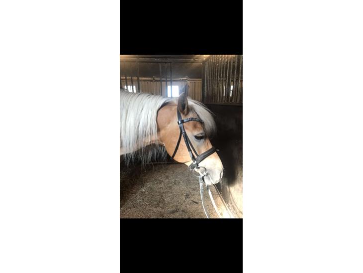 {{currentPhoto.altText}} billede {{currentPhoto.number}}