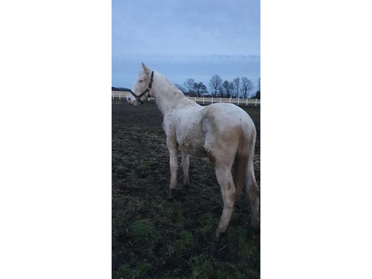 {{currentPhoto.altText}} billede {{currentPhoto.number}}