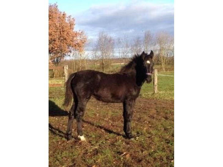 {{currentPhoto.altText}} billede {{currentPhoto.number}}