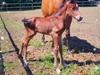 Welsh Partbred (Sec F) Struntze's Night Dancer 