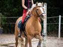 Haflinger Nastor