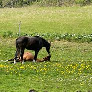 Oldenborg Torsdal's elliot