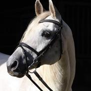 Arabisk fuldblod (OX) Bagiwa´s Amir