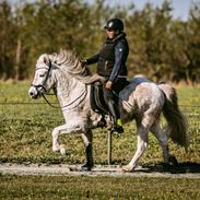 Islænder Smári fra Stald Fames