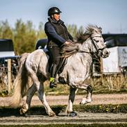 Islænder Smári fra Stald Fames