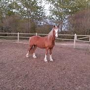 Welsh Cob (sec D) Bymosegaards Gigant (Shilo) 