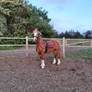 Welsh Cob (sec D) Bymosegaards Gigant (Shilo) 