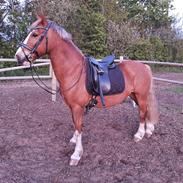 Welsh Cob (sec D) Bymosegaards Gigant (Shilo) 