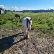 Irish Cob Nohr Clogheen