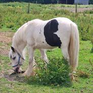 Irish Cob Nohr Clogheen