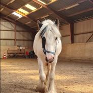 Irish Cob Nohr Clogheen