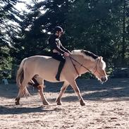 Fjordhest Anna Godthåb 