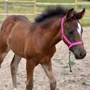 New Forest AMB Horses Lua Cheia