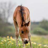 Welsh Partbred (Sec F) DJ Malthe Soleil