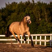 Welsh Cob (sec D) Chopins Cashmere