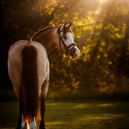 Welsh Cob (sec D) Chopins Cashmere