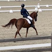 Anden særlig race Lindknud's madonna