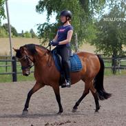 Gotlandsruss Kallestrups inaya o'shar