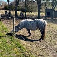 Shetlænder Møllegården,s Diana