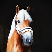 Haflinger Milton