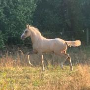 Palomino Sunfyre Roest