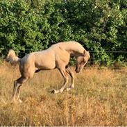 Palomino Sunfyre Roest