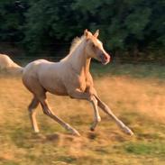 Palomino Sunfyre Roest