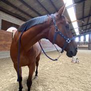 Anden særlig race Asgårds Asmus