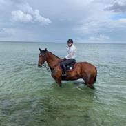 Anden særlig race Asgårds Asmus