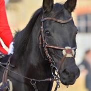 Tysk Sportspony Lady Chanel