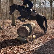 Tysk Sportspony Lady Chanel