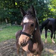 Welsh Mountain (sec A) Teglhavens Black Tequila