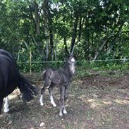 Welsh Mountain (sec A) Teglhavens Black Tequila