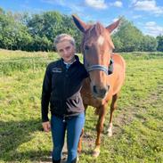 Anden særlig race Clements Penelope