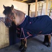 Anden særlig race Bellis