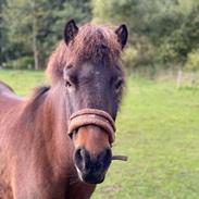 Islænder Frekur fra Maanebjerg